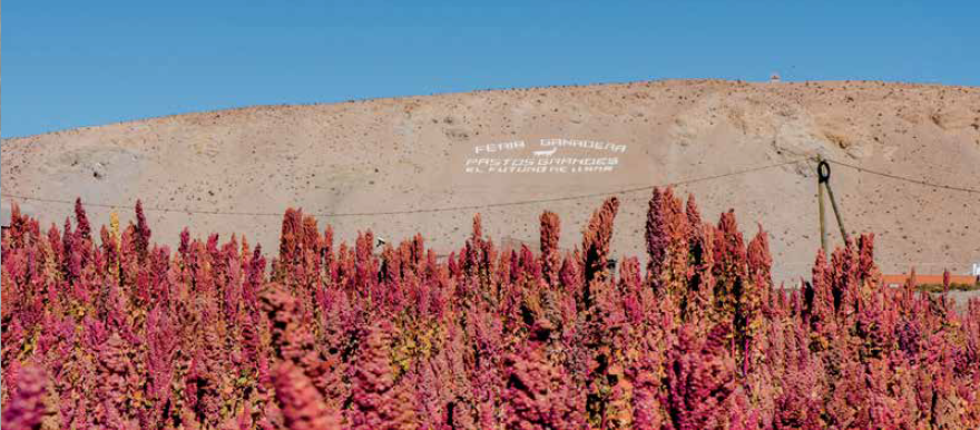 Relanzamiento de la cultura de la quinoa en Centenario-Ratones. Foto gentileza: Christophe Thillier.
